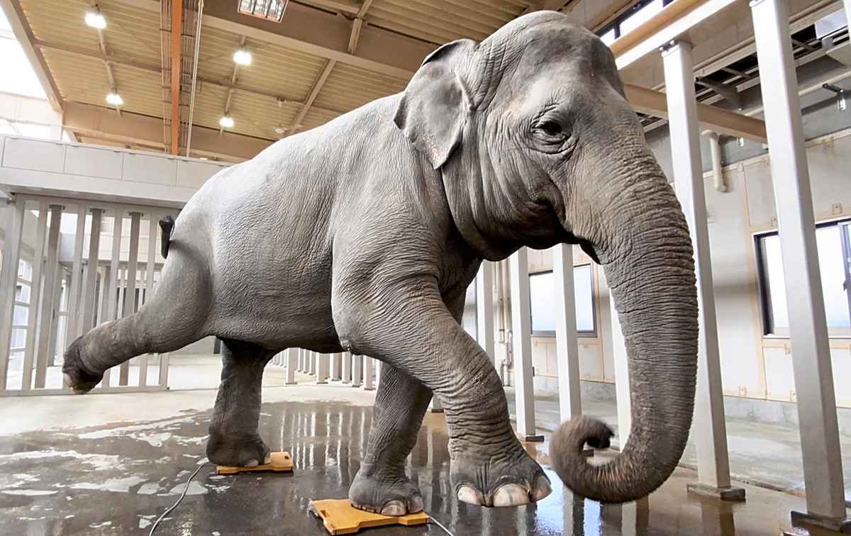 🐘 슈난시 도쿠야마 동물원 이미지 9